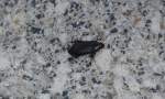 kafer-laufkafer/354477/diese-schwarz-glaenzenden-ovalen-laufkaefer-begegnen Diese schwarz glänzenden ovalen Laufkäfer begegnen einem im Sommer regelmäßig, es ist eine von den 60 Arten in Deutschland anzuteffenden Kanalkäfer-Arten am 28.05.13 Berlin-Karow.