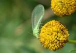 Gemeine oder auch Grüne Florfliege (Chrysoperla carnea) genannt saugt an einer Blüte, 11.08.14 Mühlenbeck/Mönchmühle.