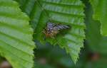 schnabelfliegen/354605/auf-diesem-bild-erkennt-man-genau Auf diesem Bild erkennt man genau warum dieses Insekt zu den Schnebelfliegen gehört und die deutsche Bezeichnung Gemeine Skopionsfliege (Panorpa communis), 01.06.14 Hochwaldhausen im Voglsbergkreis (Hessen).
