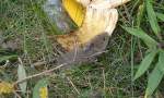 Eine Feldmaus (Microtus arvalis) hat eine weggeschmissene Bananenschale entdeckt, Schönefeld b.Berlin 02.10.14