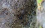 Diese schöne dunkle Spinne der Art? fand ich vor als einen Basaltstein vom Boden aufhob in Hochwaldhausen am 05.05.14 im Vogelsbergkreis (Hessen).