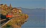 In der von der hinter meinem Rücken langsam untergehend Sonne schon etwas rot gefärbten Landschaft des Lavaux ist die SBB Re 4/4 II 11294 (Re 420 294-1)  100 Jahre Zirkus Knie  mit einem