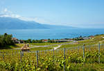   Im Lavaux: Einen Blick durch die Weinberge auf den Genfersee bei Chardonne-Jongny am 20.05.2018.