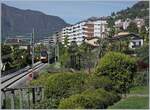 Ein SOB RABe 526 als IR auf dem Weg nach Basel SBB kurz nach der Abfahrt in Locarno. Leider konnte ich den Zug zwischen den nächsten Masten nicht mehr aufnehmen, da die Sonne in der Front so sehr spielgelte, dass sie die Kamera zu sehr irritierte.

26. April 2023