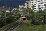 Kurz vor der Ankunft in Locarno zeigen sich zwei SBB TILO RABe 524 Triebzüge auf der von Palmen gesäumten Strecke bei Muralto.