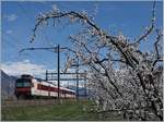 Aprikosenblüte im Wallis, da passt der typische  Walliser  Domino recht gut dazu; zwischen Charrat-Fully und Saxon den 4.